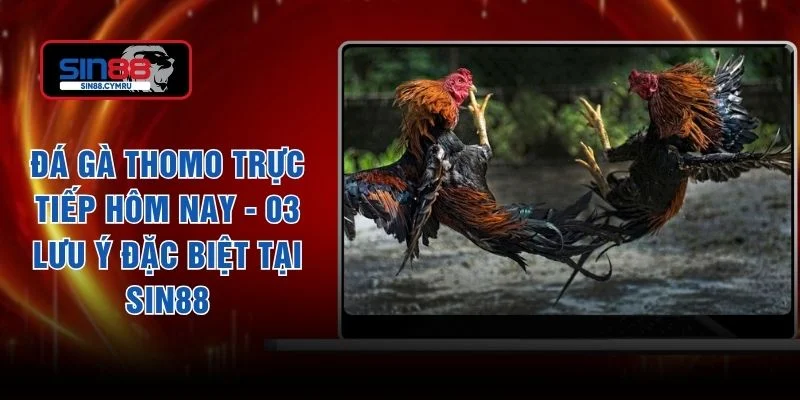 Đá Gà Thomo Trực Tiếp Hôm Nay - 03 Lưu Ý Đặc Biệt Tại Sin88