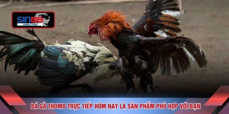 Đá gà thomo trực tiếp hôm nay là sản phẩm phù hợp với bạn