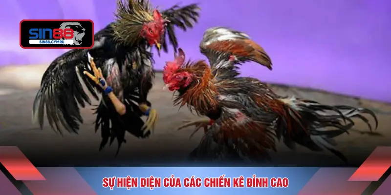 Sự hiện diện của các chiến kê đỉnh cao