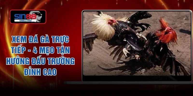 Xem Đá Gà Trực Tiếp - 4 Mẹo Tận Hưởng Đấu Trường Đỉnh Cao